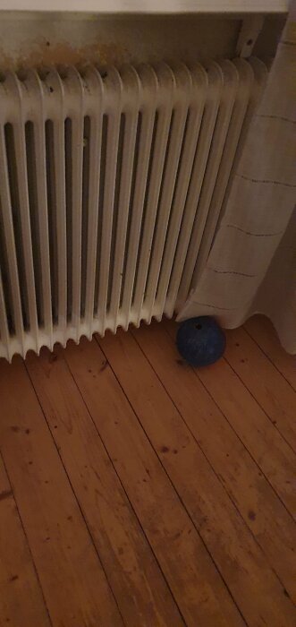 En gammal vit radiator med några rostfläckar står på ett trägolv. En blå boll ligger intill gardinen nära radiatorn.