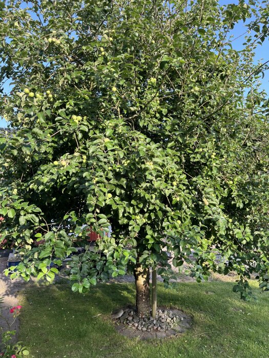 Ett stort träd med gröna, omogna plommon eller äpplen. Trädet är planterat i en gräsmatta med stenar runt trädets bas och är omgärdat av grönska.
