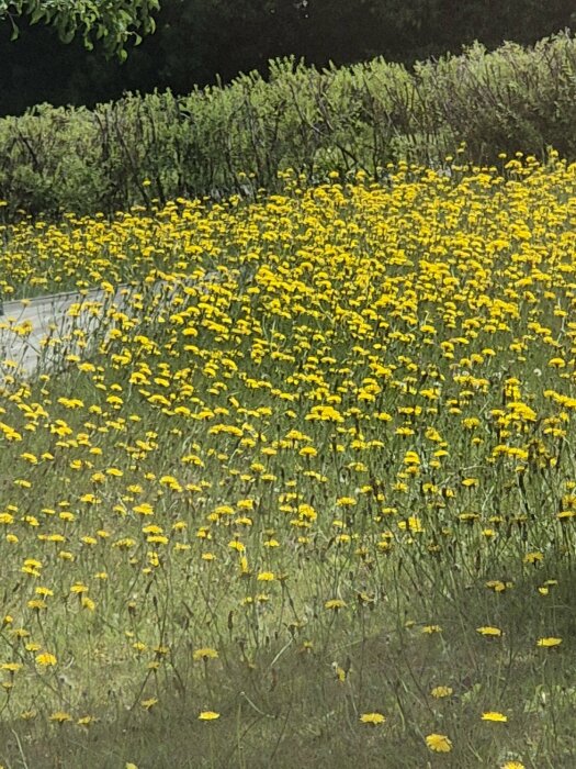 En trädgård med gräsmatta som är täckt av vad som kan vara gullkrage, med en häck i bakgrunden.