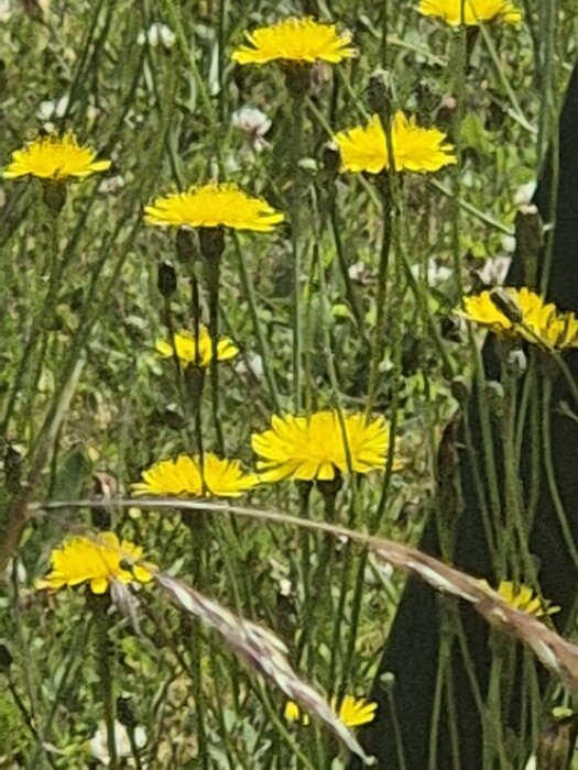 Gula blommor i högt gräs, potentiellt gullkrage, med smala stjälkar och mörka knoppar.