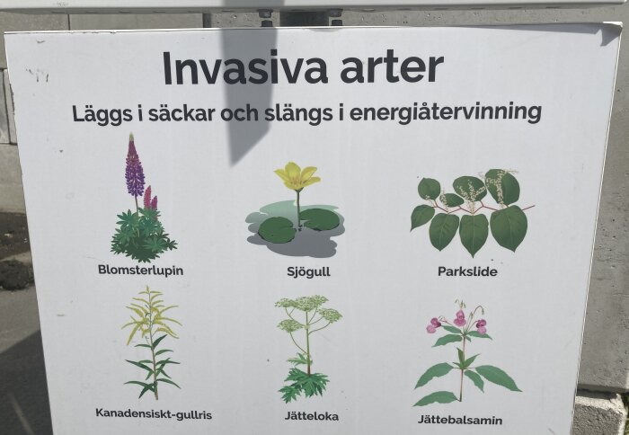 Skylt med texten "Invasiva arter" och illustrationer av: Blomsterlupin, Sjögull, Parkslide, Kanadensiskt-gullris, Jätteloka och Jättebalsamin som ska läggas i säckar och slängas i energiåtervinning.