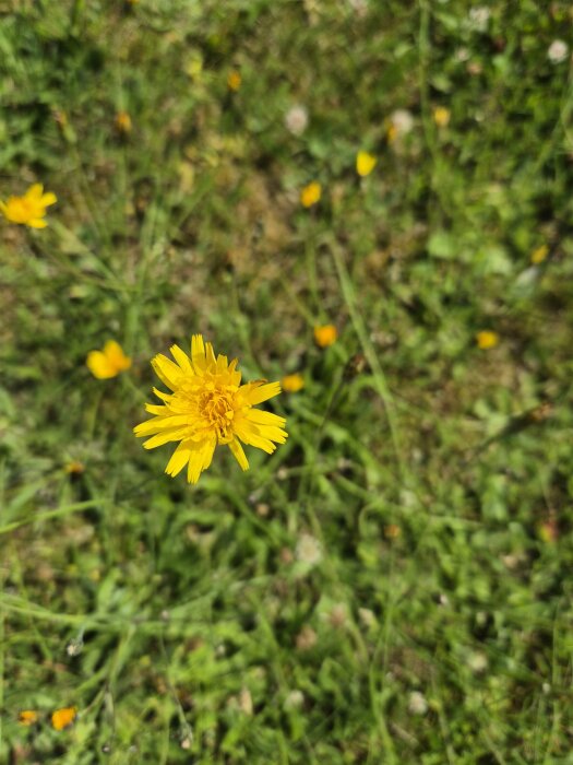 Närbild på en gul blomma i en gräsmatta med mycket sparsamt gräs och några utspridda blommor i bakgrunden.