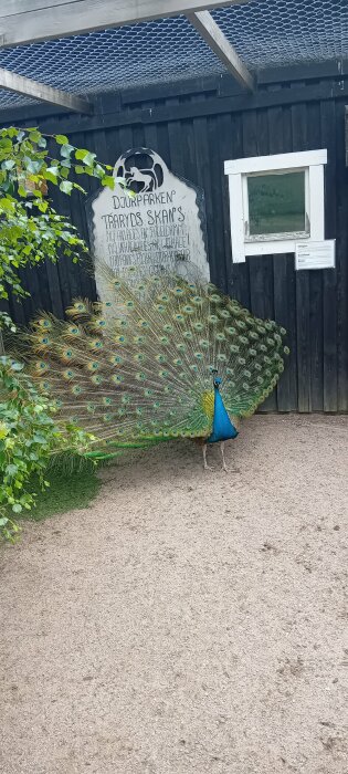 Påfågel med utspridd stjärt framför ett svart trähus med en skylt från "Djurparken Traryds Skans".