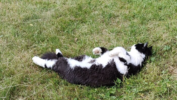 Svartvit katt ligger avslappnad på gräsmattan i eftermiddagssolen.