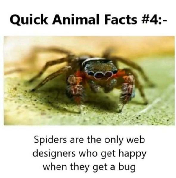 Närbild av en spindel på ett blad med texten "Quick Animal Facts #4: Spiders are the only web designers who get happy when they get a bug".