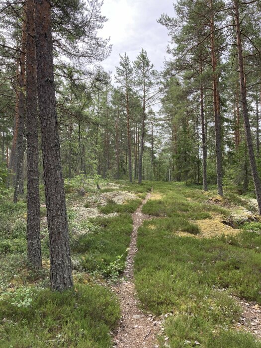 En smal stig i en grönskande barrskog med höga träd, mossa och små buskar. Bakgrunden är en ljus, mulen himmel.