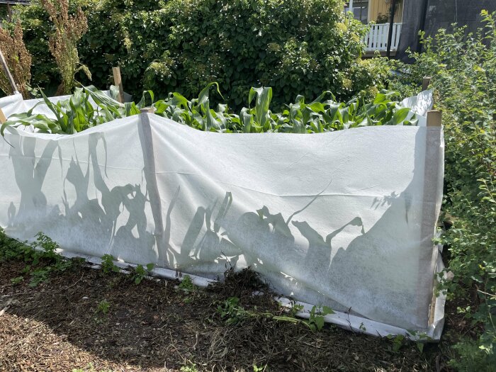 Majsplanterad täckt av fiberduk för att skydda mot harar, med utstickande gröna plantor, grönska och ett hus i bakgrunden.