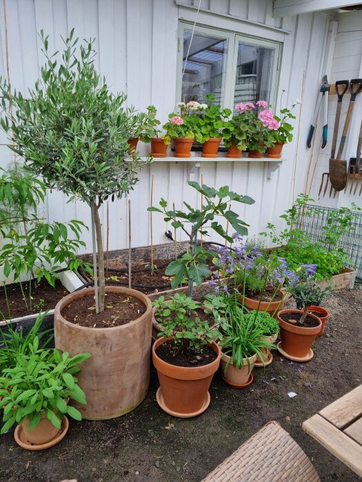 Krukväxter och blommande krukor placerade framför en vit trävägg med fönster, och en hylla med ytterligare krukväxter ovanför. Trädgårdsredskap hänger på väggen.