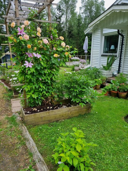 En trädgård med en plantering i en trälåda, blommor som klättrar på en trästolpe, gräsmatta, blommor på marken och en vit byggnad i bakgrunden.