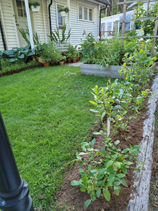 Nyplanterade buskar i en trädgård med nyklippt gräsmatta och pottor med blommor framför ett vitt hus med trädgårdsprojekten och växter i bakgrunden.