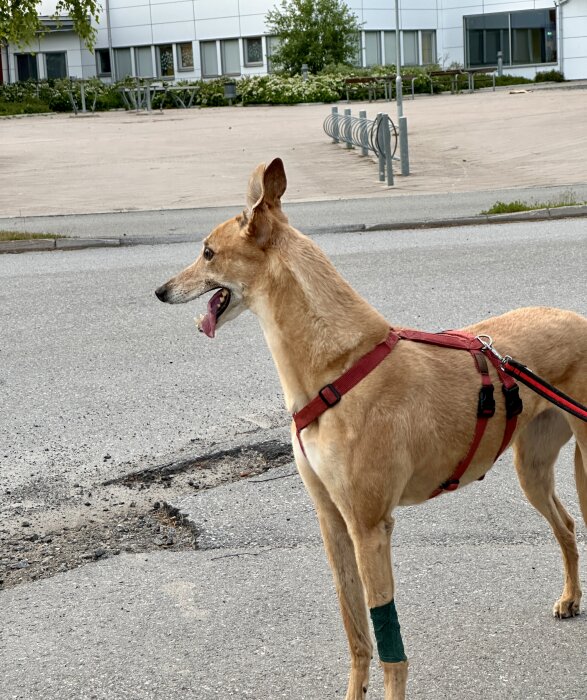 Hund med röd sele och grön bandage på vänster framben, kvällspromenad på trottoar framför en byggnad. Hunden har öronen spetsade och tungan utanför munnen.