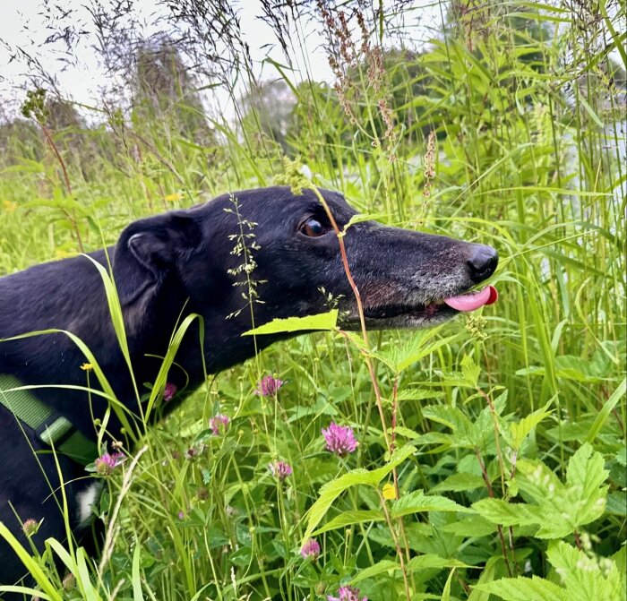 Svart hund med tungan ute i en överväxt äng med högt gräs och klöverblommor.