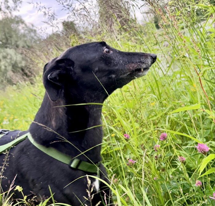 Svart hund med grönt koppel spanar ivrigt i högt gräs, omgiven av blommor och grönska, under en kvällspromenad.