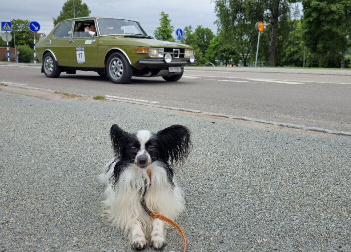 Hund på trottoar med en grön rallybil, nummer 17, körande på vägen bakom under Aric Midnight Sun Rally 2024 i Dalsland.