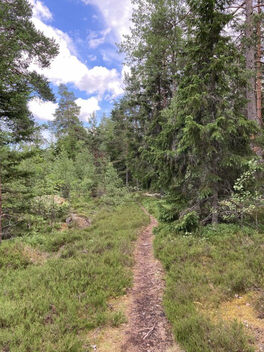 Smal stig som leder genom en skog med granar och andra träd, under en solig himmel med vita moln.