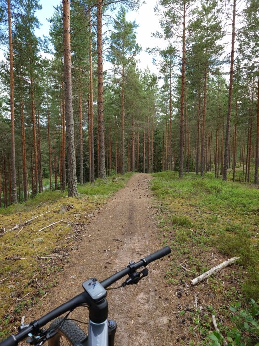 Cyklas på en stig i en skog med höga tallar. Stigens yta är jordig och grusig, och cykelstyret syns i förgrunden.