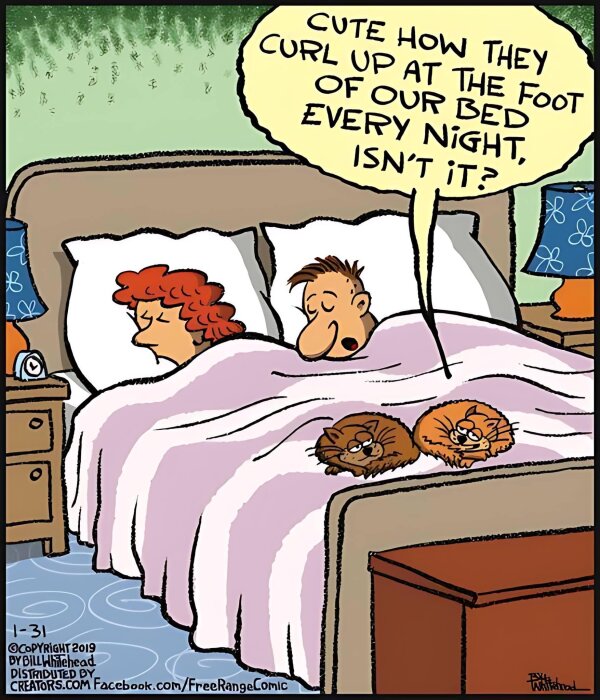 En tecknad serie föreställer ett sovande par i en säng med två ihoprullade katter vid fotändan. En pratbubbla säger: "Cute how they curl up at the foot of our bed every night, isn't it?