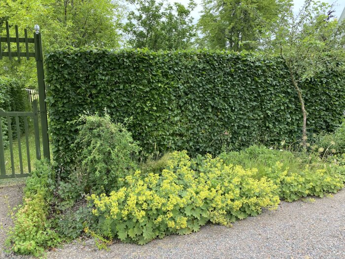 Grön avenbokshäck som avskiljer trädgård från gata, omgiven av marktäckande perenner med gula blommor och en trädgårdsport till vänster.