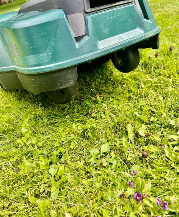 Robotgräsklippare på en gräsmatta med grönt gräs och små lila blommor.