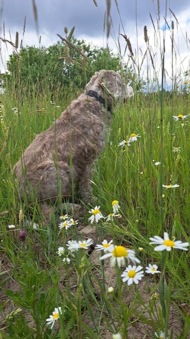 En hund med lockig päls sitter i en äng full av prästkragar och gräs, med en skog och molnig himmel i bakgrunden.