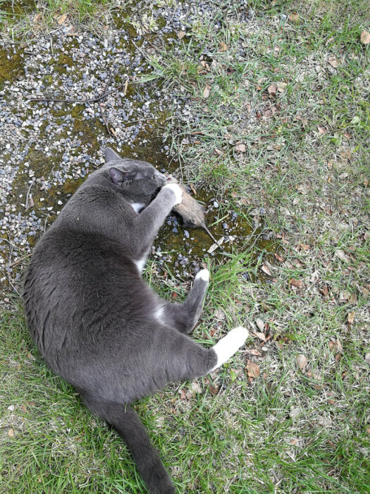 Grå katt ligger på gräsmatta och håller en stor gnagare i munnen.