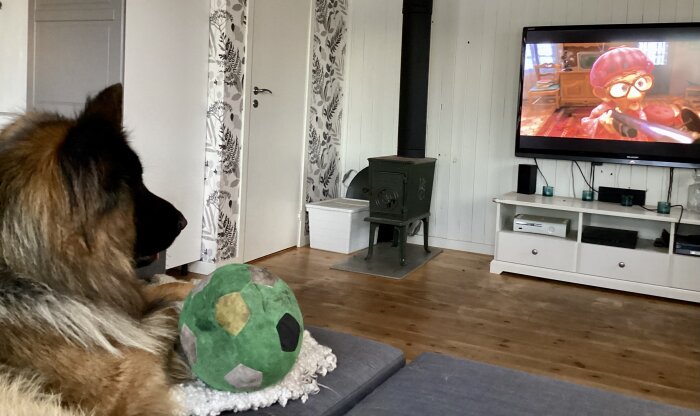 En schäferhund tittar på filmen Ratatouille på en tv i ett vardagsrum, med en grön fotbollsliknande leksak bredvid sig.