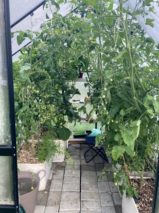Växthus med tomat- och gurkplantor samt blommor, odlingslådor och en trädgårdsstol på en stenbelagd gång.