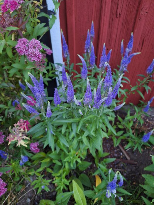 Axveronika Hosta med lila blommor framför röd trävägg, omgiven av grönska och några rosa blommor.