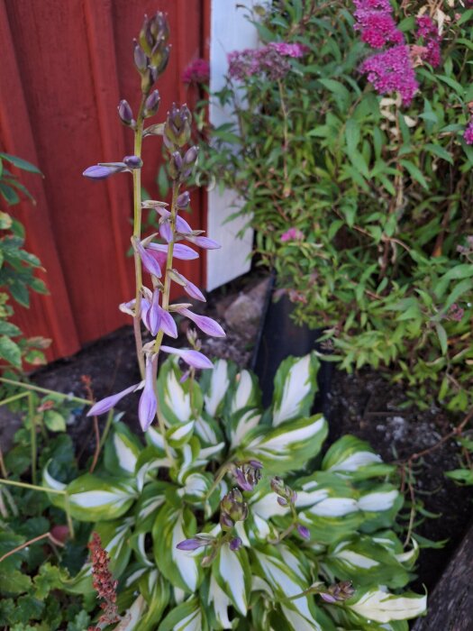 Axveronika hosta växt med lila blommor framför en röd vägg och buske med rosa blommor i en trädgård.