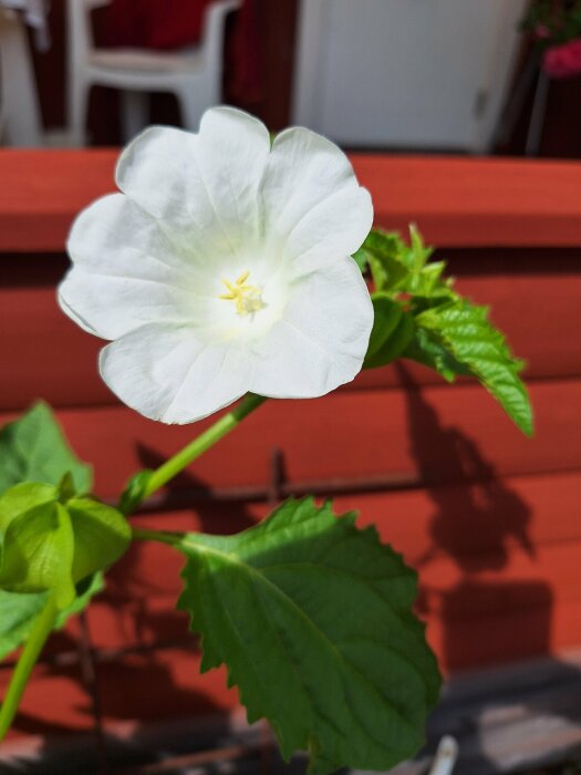 Vit ballongblomma med grön stjälk och blad i förgrunden, röd träbakgrund och vit stol i bakgrunden.