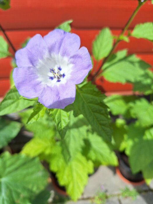 Ljuslila blommor av vit och blå ballongblomma mot en röd bakgrund med gröna blad.