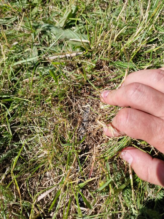 Hand gräver fram en kabel i en gräsmatta, en del av ett pågående renoveringsarbete.