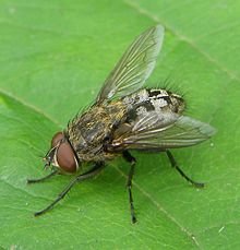 220px-Pollenia-sp-Cluster-fly-20100718a.jpg