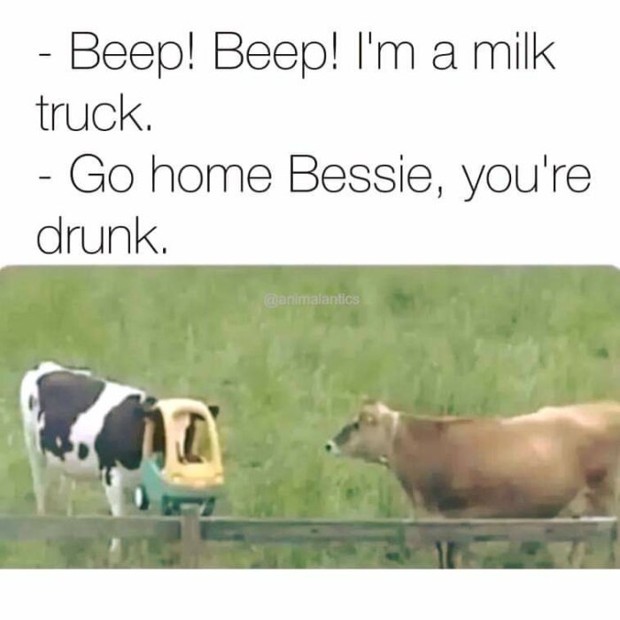 En ko står på ett fält med huvudet inuti en leksaksbil medan en annan ko tittar på. Texter ovan: "Beep! Beep! I'm a milk truck. Go home Bessie, you're drunk.