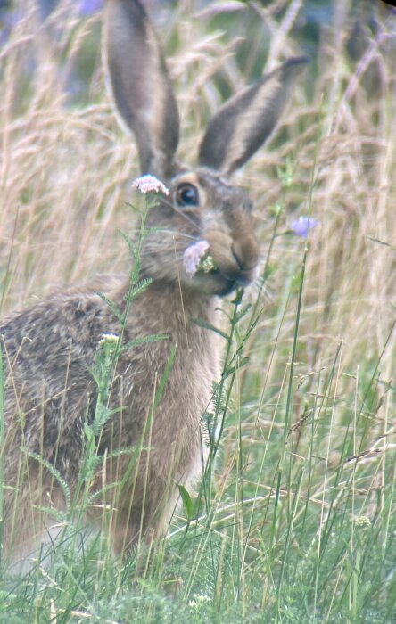 En hare står i ett gräsfält och äter på blommande röllika.