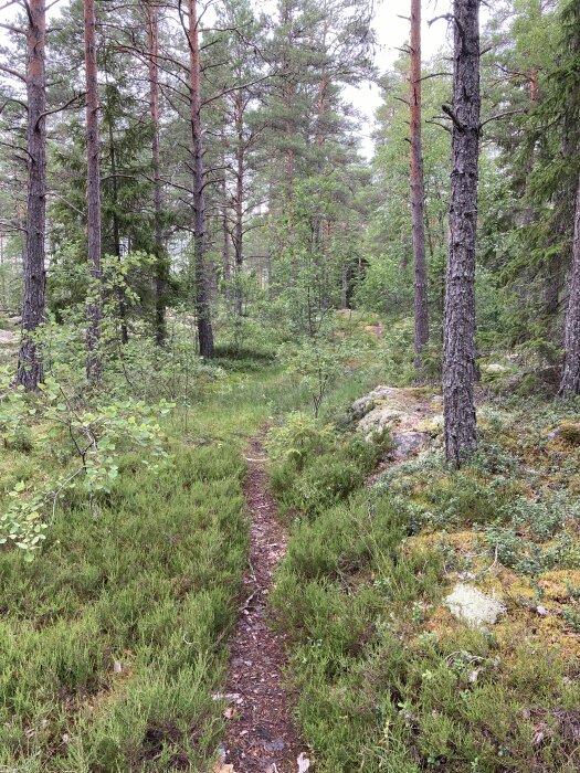 En smal stig som slingrar sig genom en tallskog med gröna buskar och mossbeklädd mark.