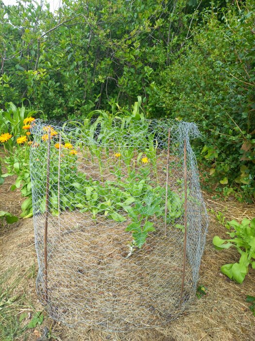 Inhägnad squashplanta med nät för att skydda mot sniglar, omgiven av ringblommor och majs i en trädgård.