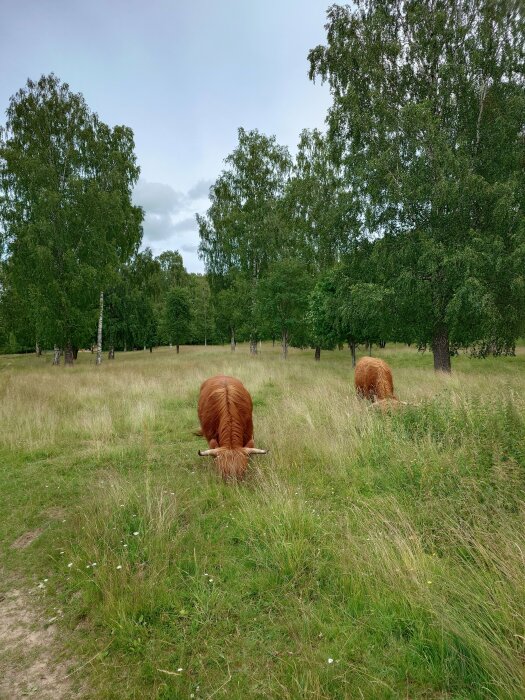 Två Highland cattle betar i en grönskande äng omgiven av höga träd under en molnig himmel.