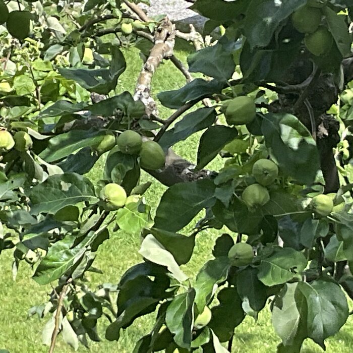 Grenar på ett äppelträd böjer sig under vikten av många små äpplen med grön gräsmatta i bakgrunden.