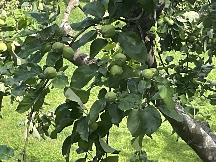 Grenar på äppelträd fulla med små gröna äpplen som växer tätt ihop, grenar bågnar under tyngden av frukten i en solig trädgård.