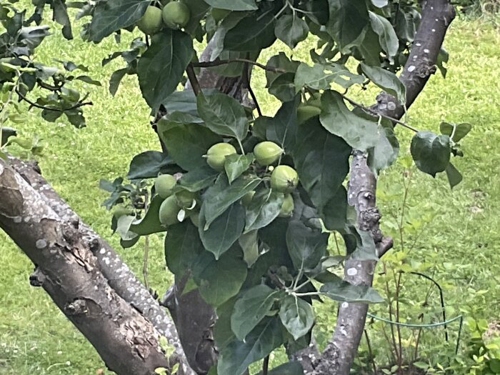 Gren på äppelträd med mängder av små gröna äpplen som får grenen att böja sig av tyngden.