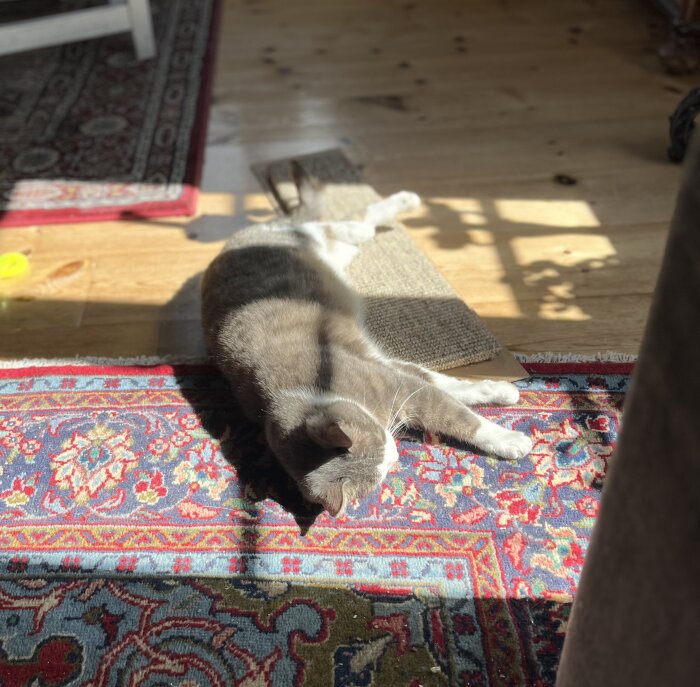 Katt ligger på en färgglad matta i en solfläck inomhus, med en strimma av direkt solljus från ett fönster som lyser på den.