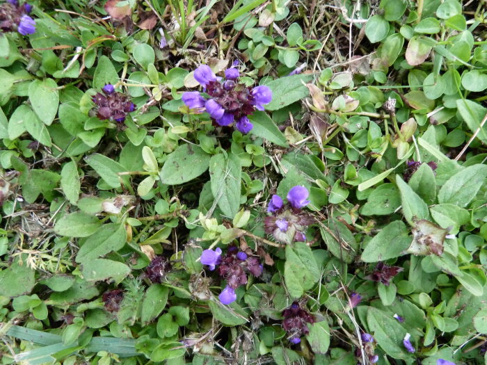 Närbild av gräsmatta med ett ogräs med lila blommor som har spridit sig över ett stort område.