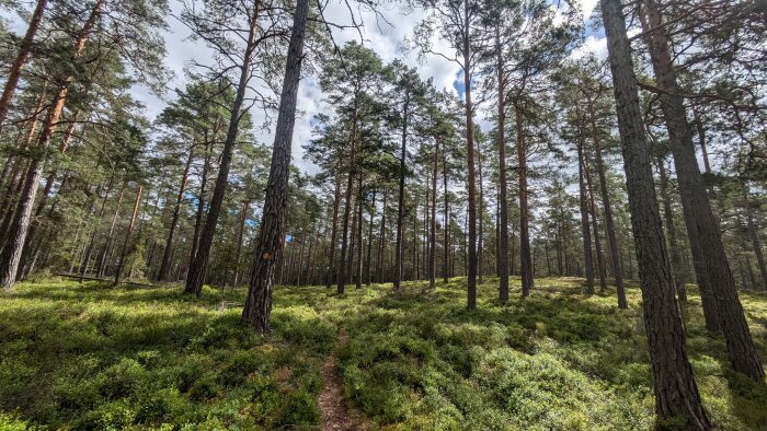 Tät skog med höga tallar och tätt markbevuxet område. En smal stig slingrar sig genom den frodiga grönskan under en delvis molnig himmel.