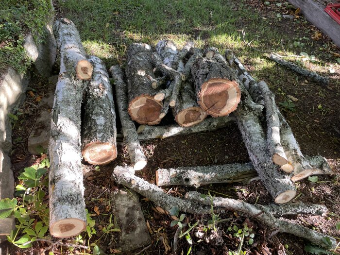 Nedhuggna trädstammar och grenar ligger på marken i en park, omgivna av gräs och några växter. Träden har nyligen sågats.