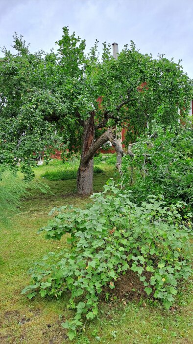 Ett gammalt, stort träd med frodig grönska står på en välskött gräsmatta framför ett rött hus. En buske växer i förgrunden.