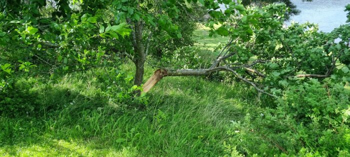 Ett körsbärsträd med en avbruten gren som hänger ner och har skadat stammen, omgiven av gräs och annan vegetation.