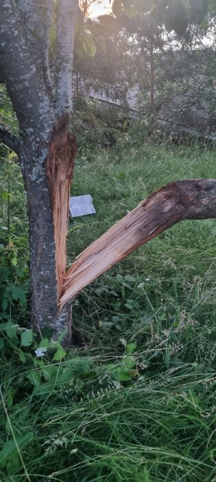 Gren på körsbärsträd som brutits av och skadat stammen. Stammen och grenen är synliga med båda delarna liggande nära marken.
