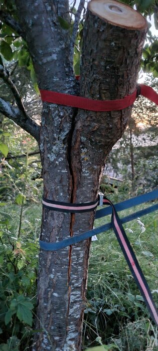 Ett körsbärsträd med en skadad stam och avsågad gren, där stammen är sammanspänd med färgade remmar för att försöka stabilisera trädet.
