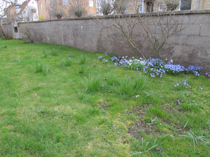 Gräsmatta med oidentifierat ogräs och blommande blå och vita blommor längs en mur. I bakgrunden syns en trädgård under ett pilträd.